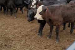 Cattle - Watrous Valley Ranch